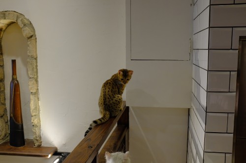 43A016AD DC39 4F6C 99A2 128808C3B000