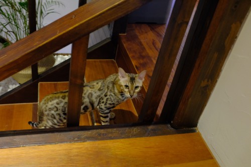 5C6F41B7 3784 451F BDFA CDB127B97BA6