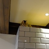 7F7EC11C-DD80-4782-9C82-DF71AED1EAE4