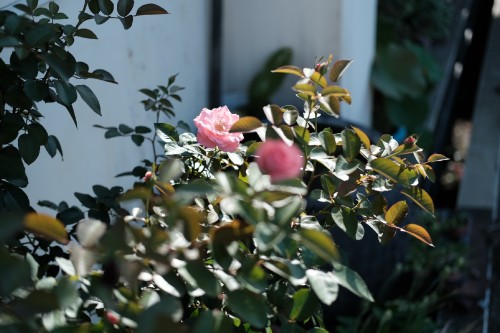 1834AFCA FAC2 48D2 B145 E328065EC06A