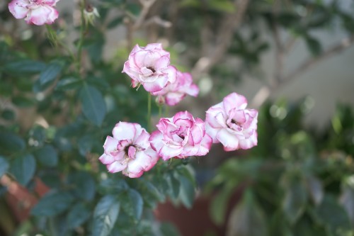 36A8F2DE BA8C 4843 B77C 3A1D1F9DE9ED