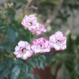 36A8F2DE-BA8C-4843-B77C-3A1D1F9DE9ED