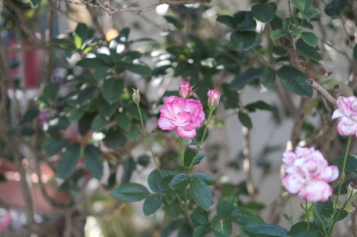 68E37E44 11C3 4645 8846 313BEEDF28A0