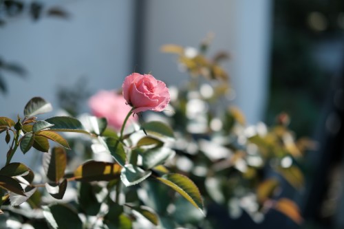 B12D770A 3F8F 4DCA AB90 AAB9E6295483