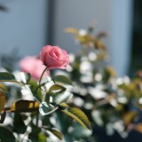 B12D770A-3F8F-4DCA-AB90-AAB9E6295483