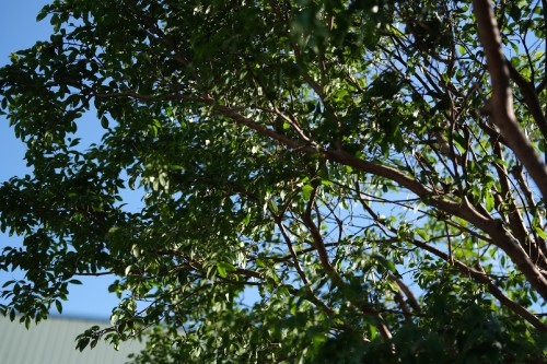 F683865B DDED 421F B338 BC6674ACF6C2